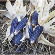 20 Seeds Corn, Blue Shaman Popcorn Heirloom Non-GMO - £11.54 GBP