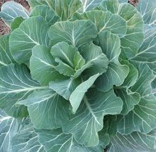 Georgia Collard Greens Seeds Cool Weather Vegetable Garden 300+ Seeds - £7.74 GBP