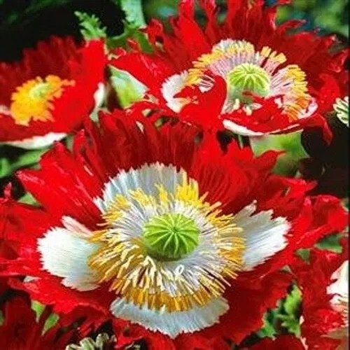 Poppy Danish Flag Red &amp; White Cross Huge Flowers Pollinators Non Gmo 1000 Seeds  - £8.56 GBP