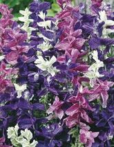 FREE SHIPPING 50 Tricolor Salvia Seeds Flower Seed Perennial Flowers Hummingbird - £13.58 GBP