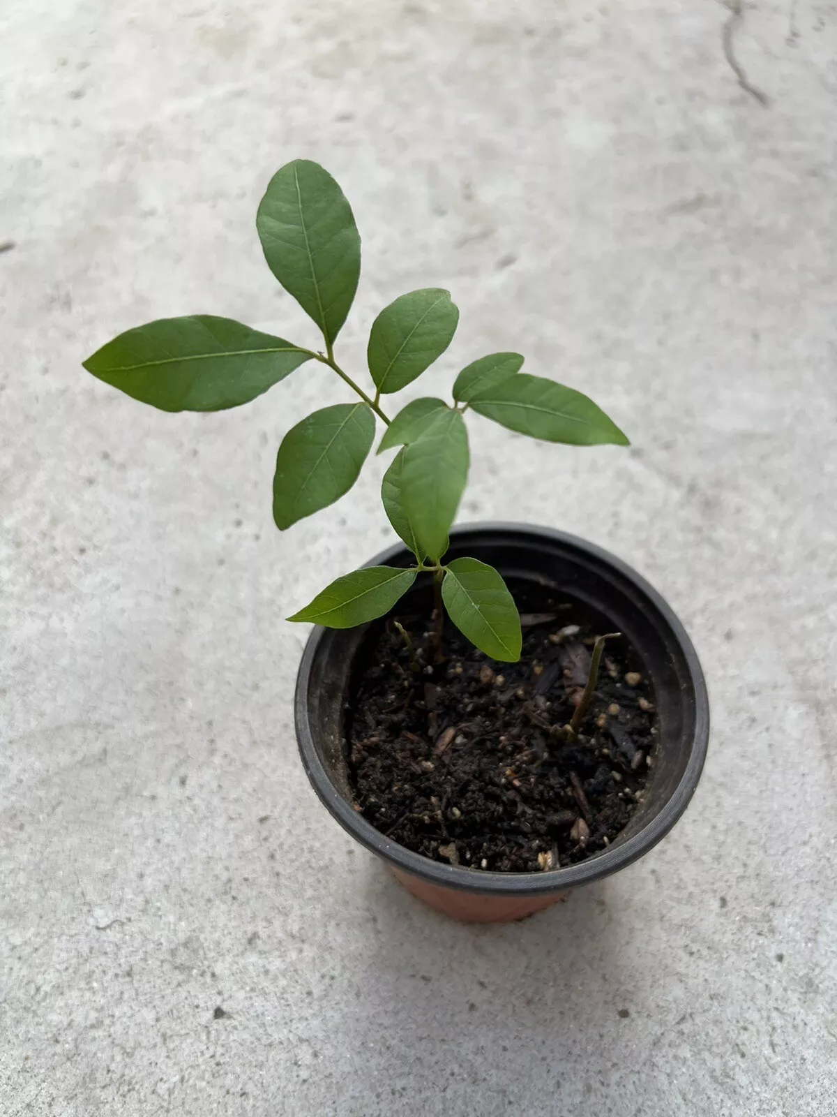 6” With Pot Seedling Plant Longan Tree Dimocarpus Dragon Eye Tropical Fr... - $53.98
