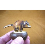 (TNE-RAC-32B) RACCOON TAGUA NUT FIGURINE carving Vegetable NUT coon ring... - $452.93 MXN