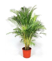 Dypsis Lutescens, ARECA palm golden cane palms ornamental plant seed - 25 seeds - $8.99