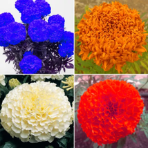 BELLFARM Tagetes erecta Purple Orange White Red Bonsai Flowers - £7.85 GBP