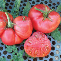 HSeeds 50 Seeds New Big Dwarf Tomato Tomatoe Vegetable Garden Edible Canning - £4.09 GBP