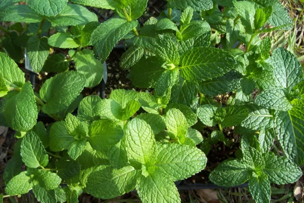 300 Spearmint Seeds Herb Seeds Starts Nursery - £9.19 GBP