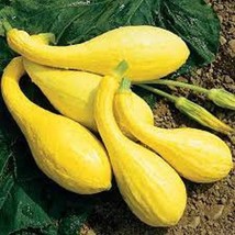 New Crookneck Yellow Squash - Organic, Heirloom Seeds - Buttery And Sweet - A Mu - £4.88 GBP