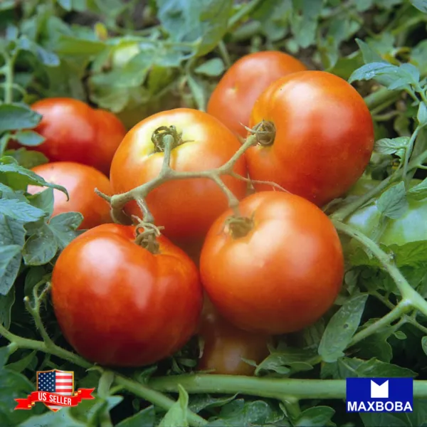 120+ Tomato Seeds Slicing Red Siberian Vegetable Heirloom Non-Gmo Garden - £6.24 GBP