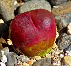 Item image 1 image 1