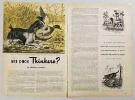 1950 Magazine Picture Hunting Dogs &amp; Game Birds Illustrated by Fred F. M... - £8.41 GBP