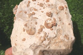 Moroccan Cretaceous Fossil Plate – Douvilleiceras Ammonite &amp; Gastropods ... - $24.75