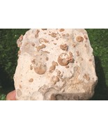 Moroccan Cretaceous Fossil Plate – Douvilleiceras Ammonite &amp; Gastropods ... - $24.75