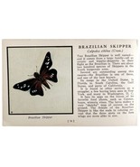 Brazilian Skipper Butterfly Print 1934 America Antique Insect Art PCBG14A - $19.99