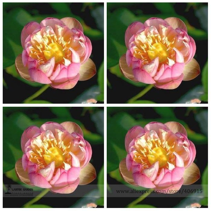 SL Heirloom Double Pink Nelumbo Nucifera Lotus Flower Seeds, Professiona... - $0.80