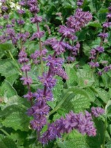 Lilac Sage - Salvia verticillata - 50+ seeds - F 189 - £1.32 GBP