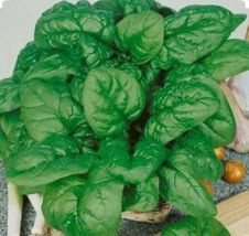 200 Seeds Bloomsdale Spinach Seeds-Non GMO-Open Pollinated-Organic-Cool ... - $4.13
