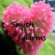 25+ Seeds Heart Of The Earth Flowers Very Hardy Easy To Grow Pink - £4.05 GBP