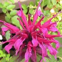 50 Purple Bee Balm Seeds Attracts Pollinators To The Garden US Seller Fast Shipp - $12.30