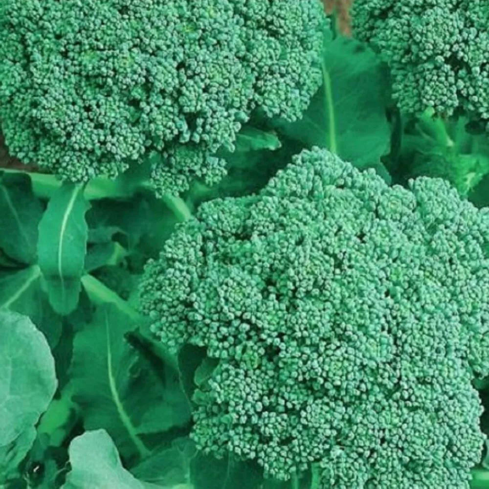 BPASTORE 50 Broccoli Non-Gmo Broccoli Fresh Heirloom Seeds Online - $9.39