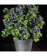 50 Dwarf Top Hat Loads Of Fruit Beautiful In Containers Bonsai Specimen ... - $28.39 CAD