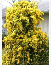 Margarita Carolina Jessamine Yellow Jasmine Gelsemium Sempervirens Start... - $74.50