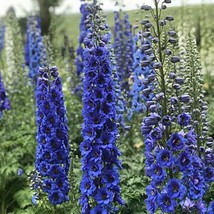 50 Blue Buccanee Delphinium Seeds Perennial Garden Flower Bloom Seed Flowers USA - $14.89