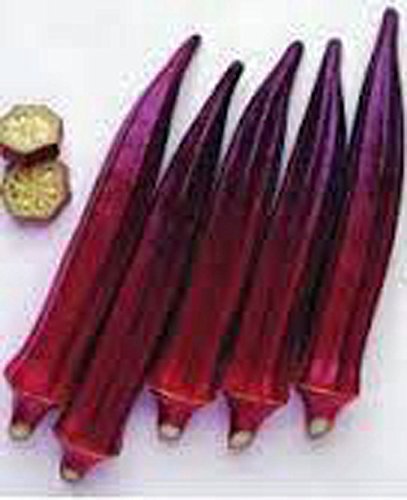 Okra,Red Burgundy Okra Seeds, Organic, Non-GMO, 100 Seeds per Package, Jacobs La