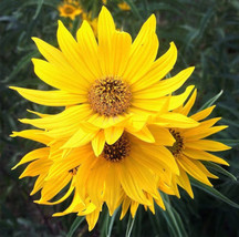 100 Maximilian Sunflower Seeds Perennial Heirloom 7&#39;  Tall From US - £7.35 GBP
