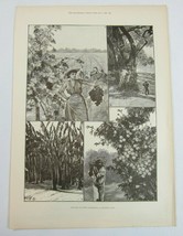 Antique 1888 Print Sketches in Lower California: A Fruitful Land RC Wood... - $39.99