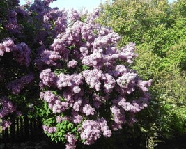 Syringa Vulgaris (Lilac) 30 seeds - $1.88