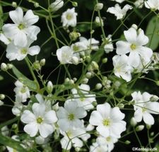 500 seeds baby&#39;s breath, WHITE annual flower - £9.98 GBP