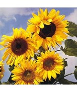 10 Early Mammoth Russian Sunflower Helianthus Annuus Flower Seeds Fast Grow - $17.09 CAD