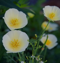 200 Seeds, Eschscholzia californica Seeds YQ-1014-White - $19.08