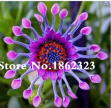 100 pcs/bag Osteospermum seeds,daisy seeds,osteospermum flowers,8 colours,bonsai - £3.06 GBP