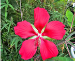 10 Texas Hibiscus Seeds Red / Scarlet Hibiscus Coccineus / Easy To Grow ... - $6.58