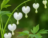 25 White Bleeding Heart Dicentra Spectabilis Shade Flower Seeds - $19.11
