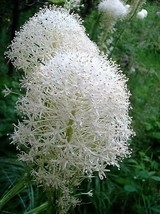 100 Pcs Bear Lily Grass Seeds #MNSB - £11.78 GBP