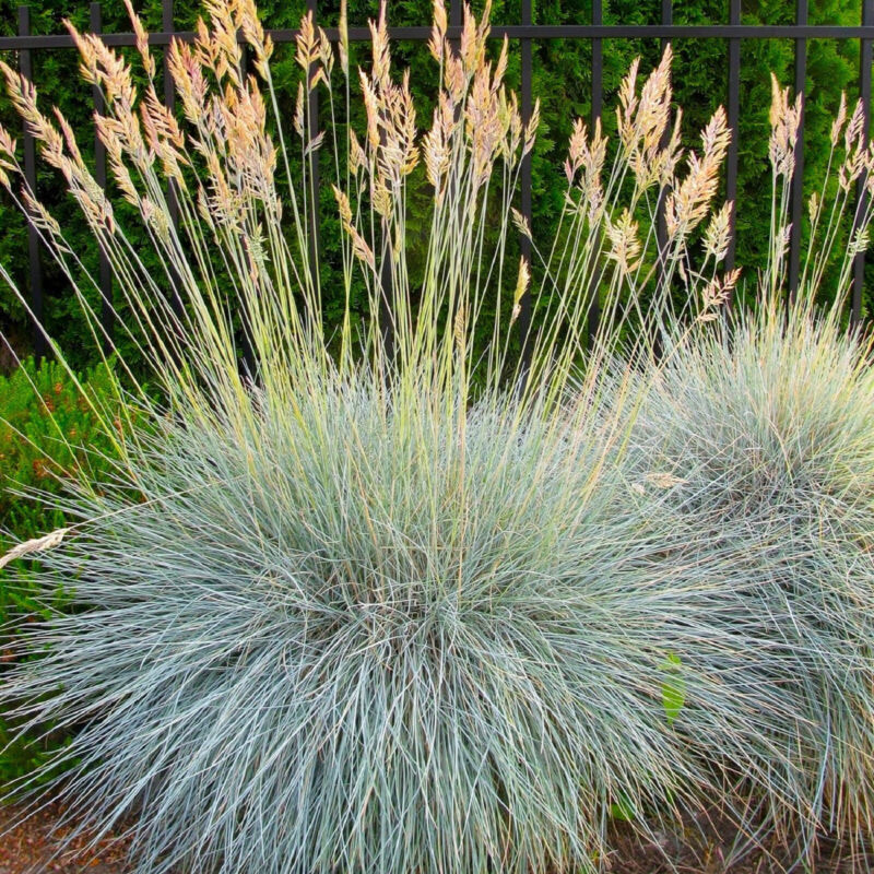 Blue Fescue Ornamental Grass Seeds 300 Seeds Fast Shipping - $7.99