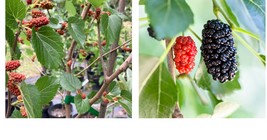 &#39;Dwarf Everbearing&#39; - Mulberry Tree - Morus nigra 10 live plants fruit - £113.77 GBP