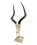 Real Impala Skull on Acrylic Stand African Antelope Skulls - Genuine Dee... - $3,750.97 MXN