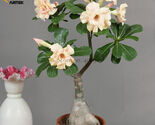 Ge Linhua Desert Rose Yellow Adenium Bonsai 2 Seeds - $8.99