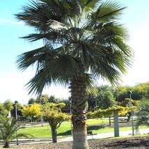 New Fresh USA Seller Washingtonia Robusta Mexican Fan Palm Skyduster 10 Seeds - $18.40