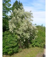 Elaeagnus Angustifolia Russian Olive Tree Seeds Beautiful Garden - $13.97