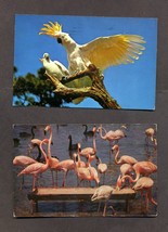 Vintage Lot 5 Postcards Flamingos Cranes Parrots FL 1950s 1960s Birds Florida - £3.92 GBP