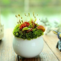 THJAR Carnivorous Plant 100 Venus Flytrap Seeds Dionaea Seed Flycatcher Bonsai - £7.46 GBP