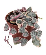 Pearl Moon Rosary Vine Ceropegia Woodii Pretty Pk String Of Hearts 2.5 i... - $68.33 CAD