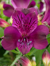 Alstroemeria inticancha Purple Passion Collection - $11.37