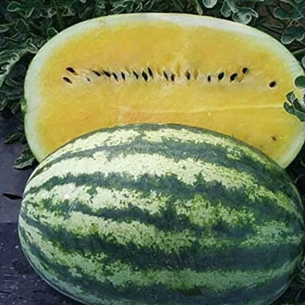 15+ Seeds Juicy Yellow Watermelon Usa Large Summer Time Planting Fruit Garden - £5.80 GBP