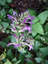 500 Mexican Giant Hyssop Seeds (Agastache Mexicana)    From US - £10.79 GBP