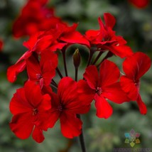 25+ Caliente Fire Geranium Seeds - £6.76 GBP